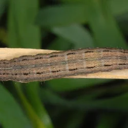 40 Pcs Pheromone Lures For False Army Worm (Mythimna Loreyi)